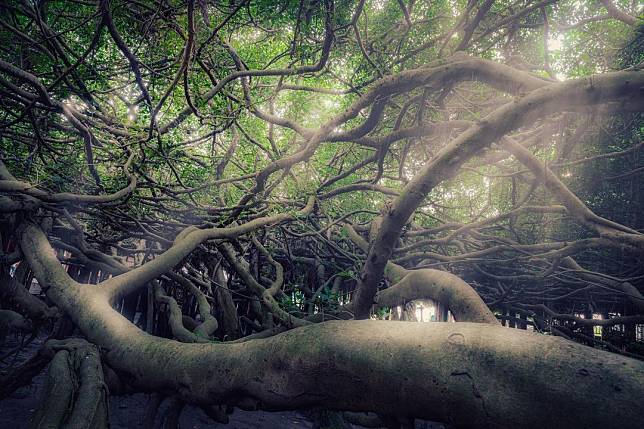 ▲彰化竹塘九龍大榕公。(圖/IG ＠z_ting25)