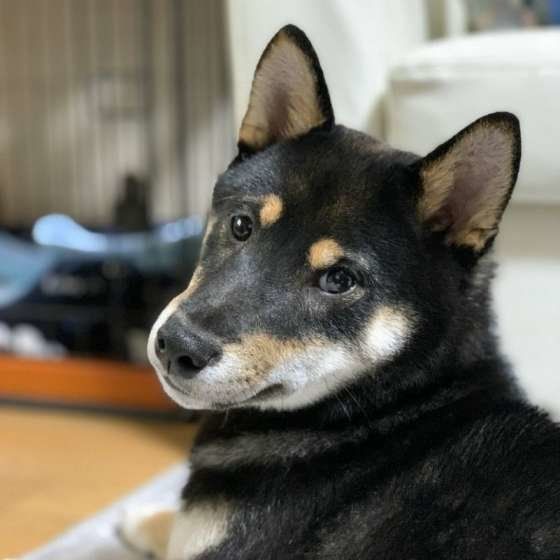 犬が飼い主さんの足元で寝る深 いワケ 画像集付きで解説