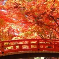 🍁《楓隱館》——橋斷後，秘密仍在此處低語🍁【ABO對戲】
