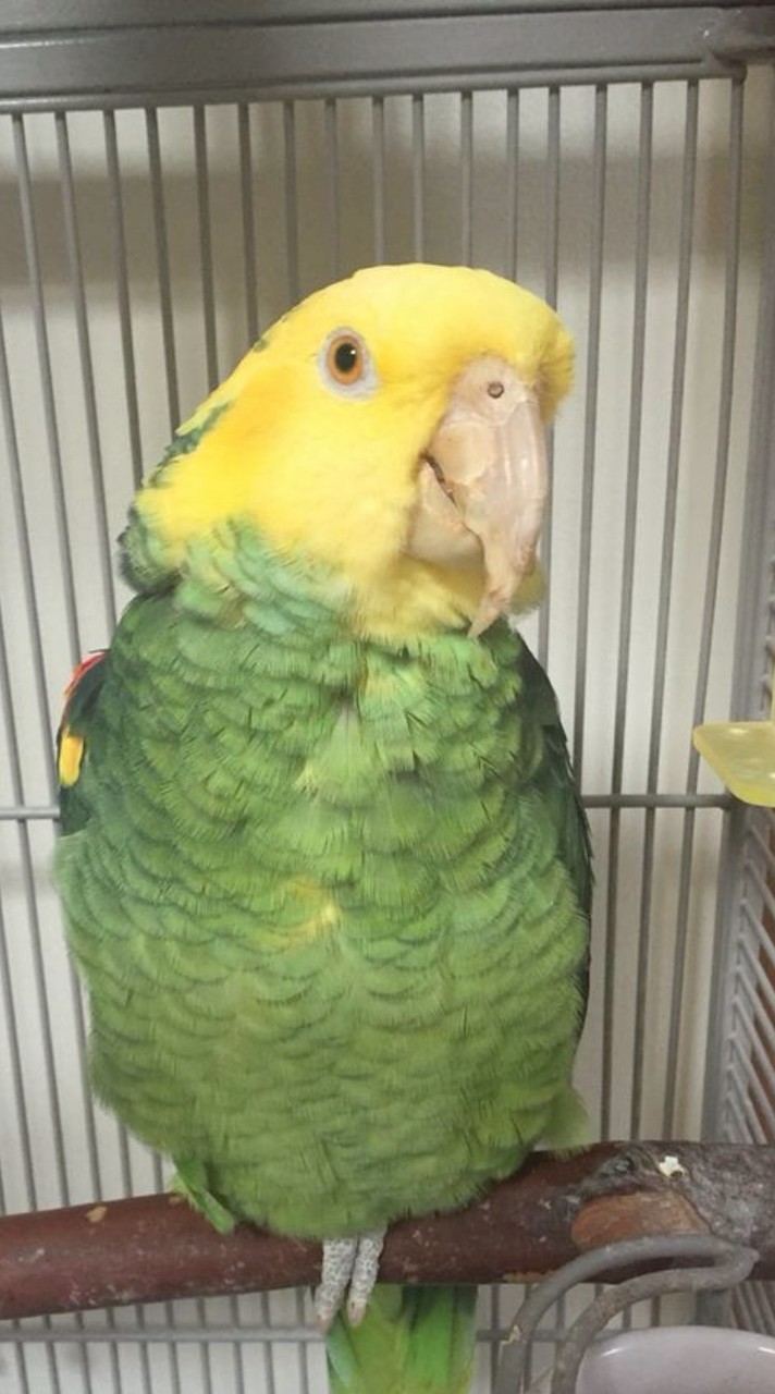 鸚你而起の鸚鵡總動員支社