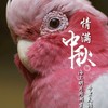 鸚你而起の鸚鵡總動員支社