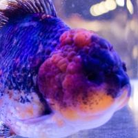 勞魚樂悠遊LoveUu 專屬