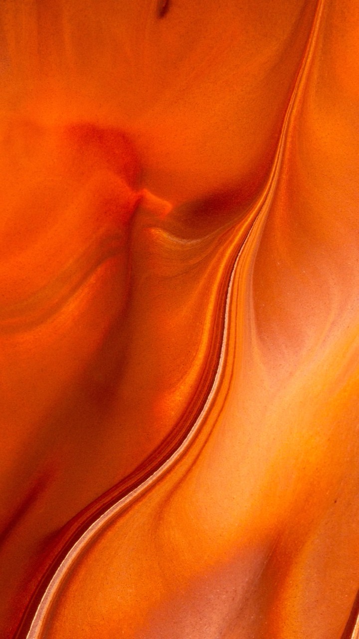 Bird of Paradise 🧡✨