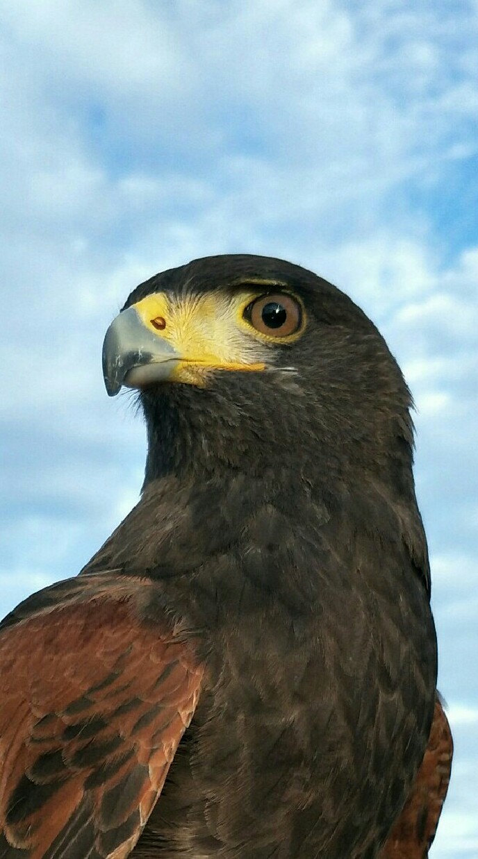 Thailand,Bird of prey.