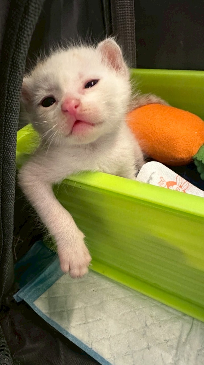 幹話🚌🐱🐶🦆🐔🦁🐒🐸