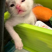 幹話🚌🐱🐶🦆🐔🦁🐒🐸