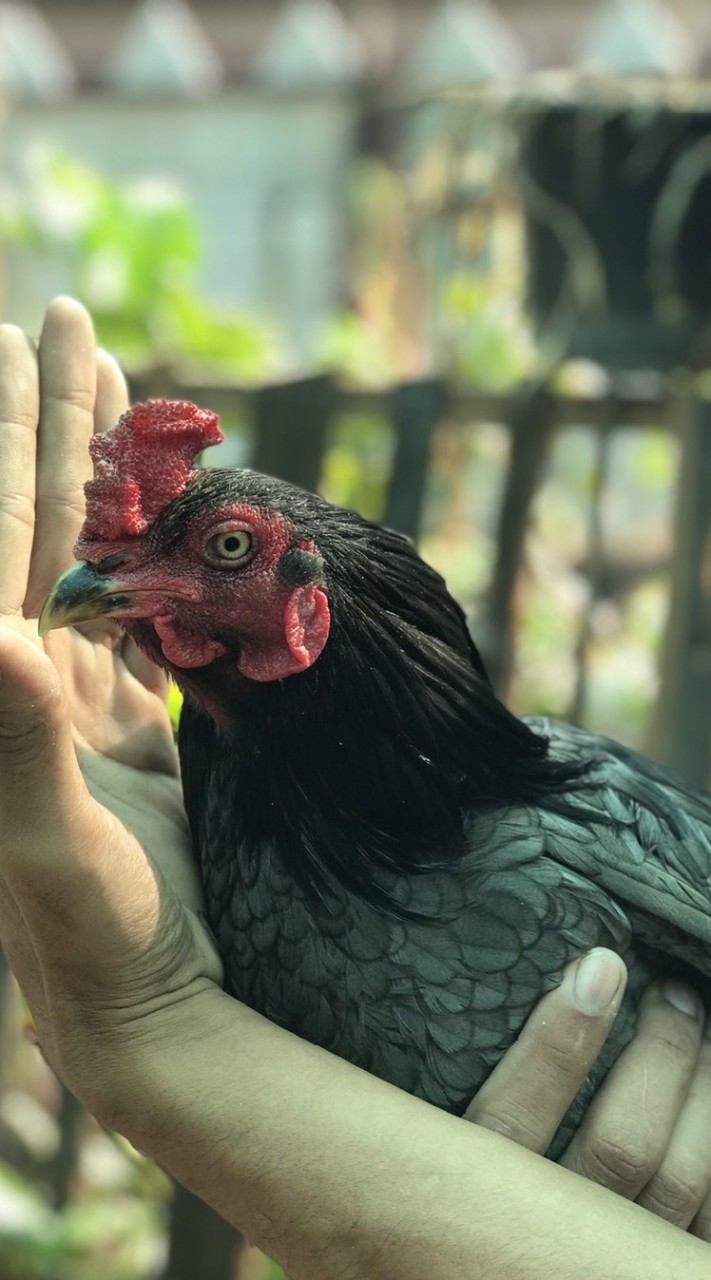ไก่ชนราคาหลัก100