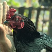 ไก่ชนราคาหลัก100