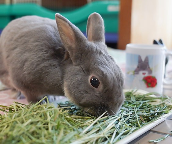 種類がたくさんあるけどオススメは うさぎの主食である牧草について ふうたの飼い主