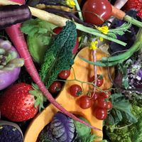 4Uお勧め野菜🥦🥬🍅
