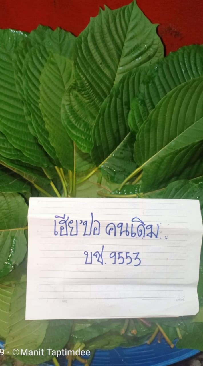 สหายสีเขียว