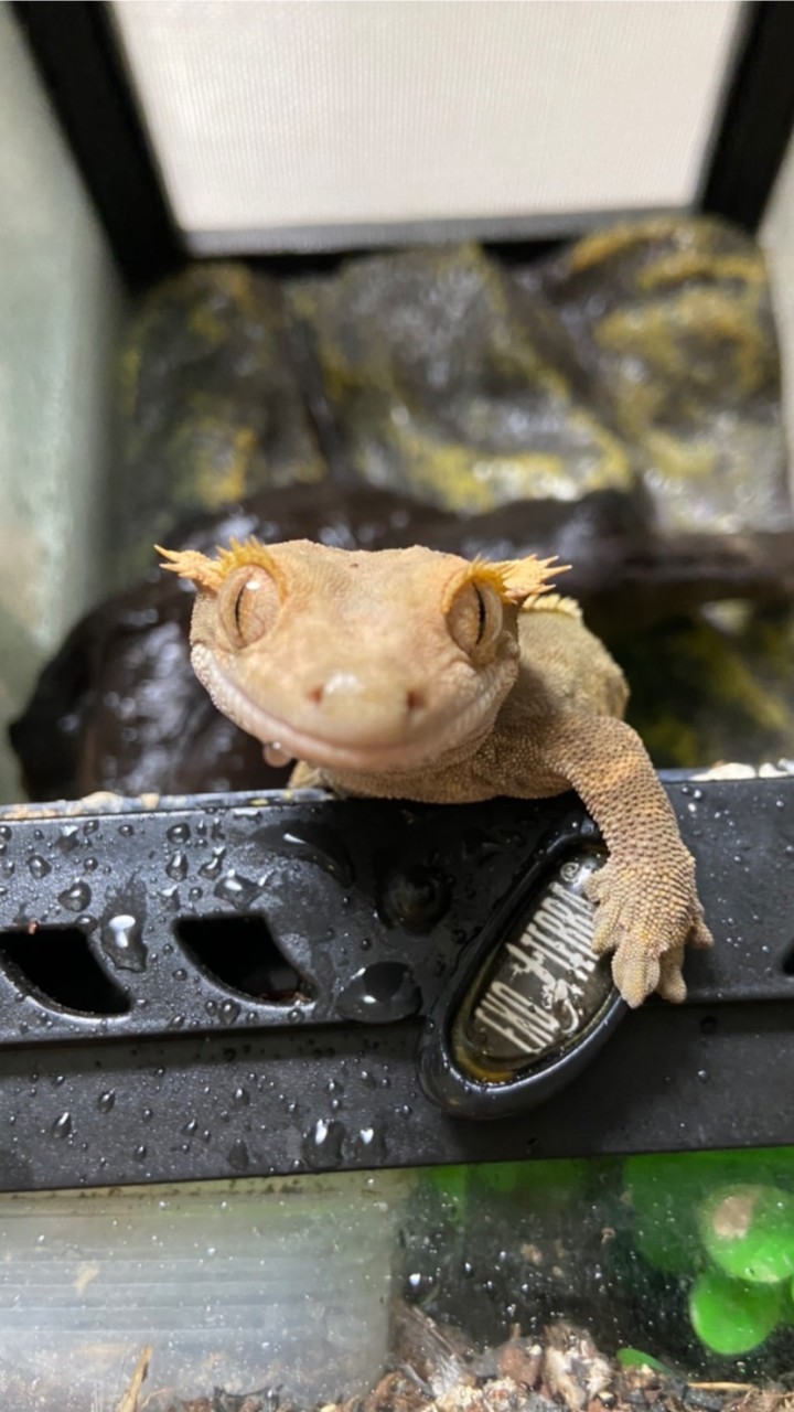 福岡爬虫類飼育者チャット