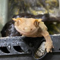 福岡爬虫類飼育者チャット