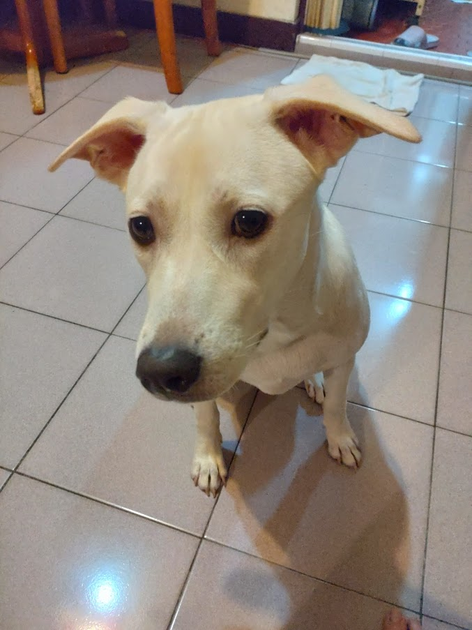 Xperia 10 III 5G延遲與燒機（口罩姬）