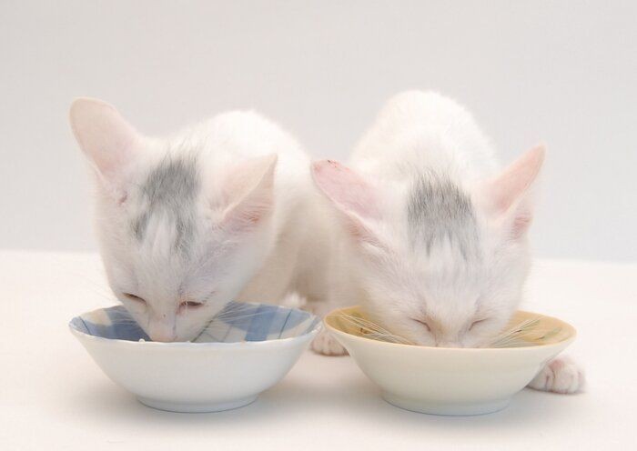 誰かに話したくなる 猫の毛柄トリビア６つ
