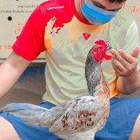 ซุ้ม.น้องอัญญา.ฟาร์มไก่ชน (วัยรุ่นแข้งปลดอาวุธ)