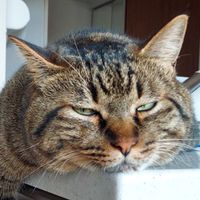 【岐阜】元気に雑談♪̊̈♪̆̈【愛知】