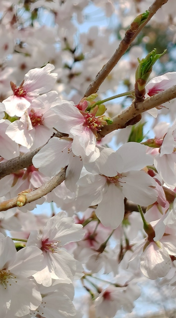 志段味東小学校43年・44年生まれ