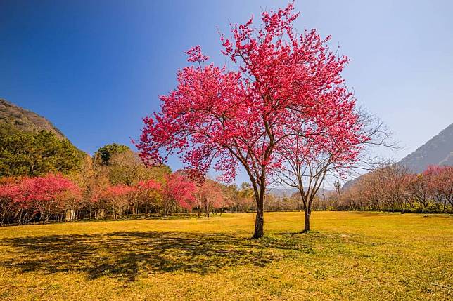 （圖片來源／IG @99blue_xd）