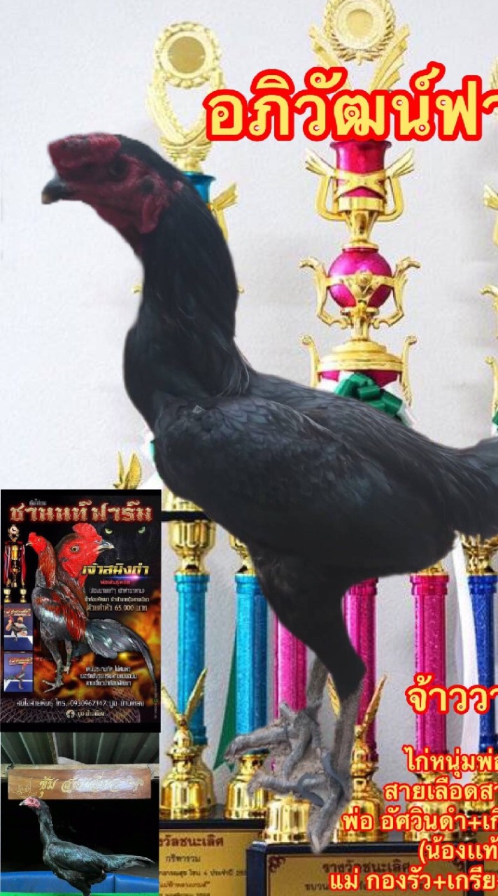 อภิวัฒน์ฟาร์ม
