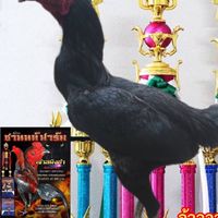 อภิวัฒน์ฟาร์ม