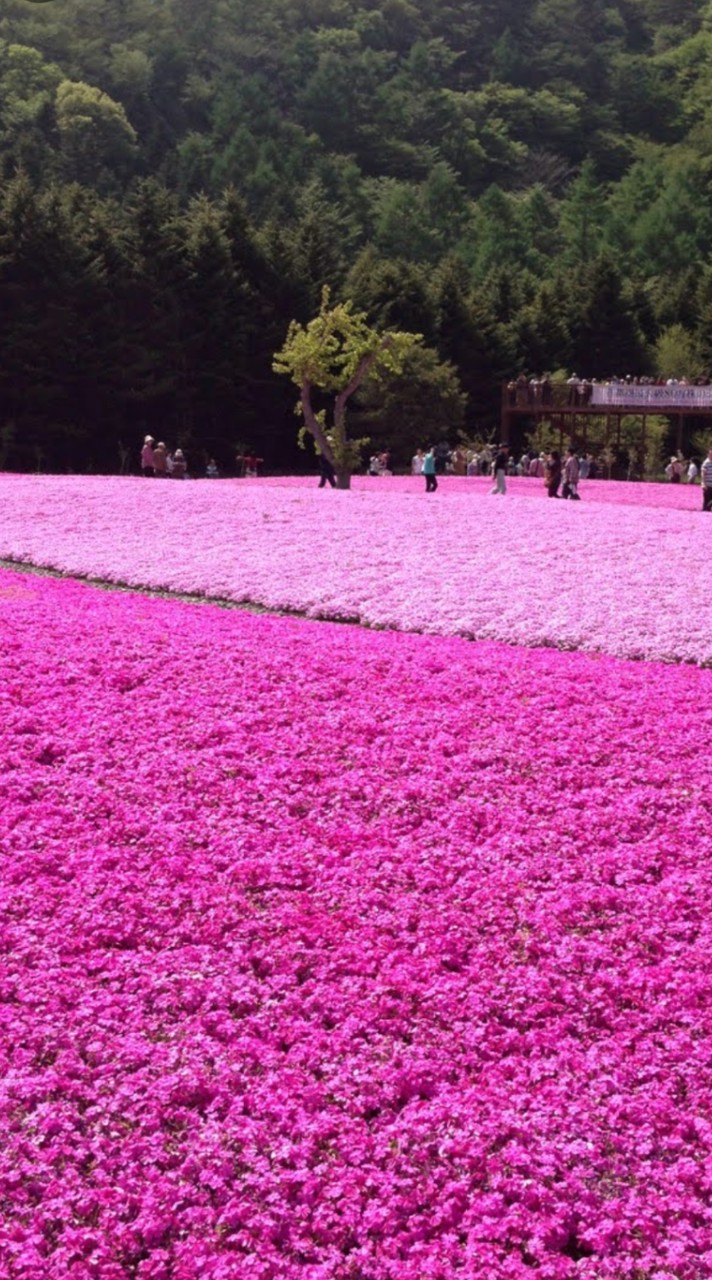 新規オープン✨️50代〜60代少人数部屋🌸関東限定