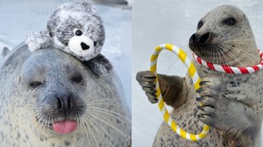 你有看過海豹啪啪啪嗎？北海道水族館的海豹影片太療癒，網友：「想應徵飼育員了」