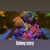 Colony Story