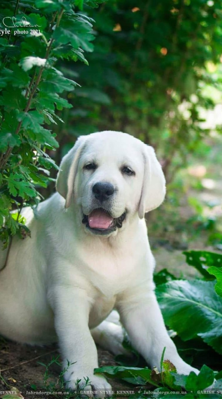 Love Labrador