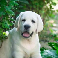 Love Labrador