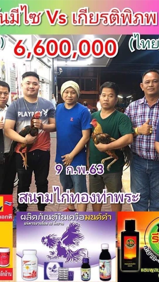 ตี๋ไก่กัดราชา ไก่เชิงแปดริ้ว