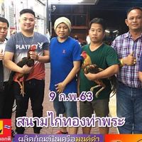 ตี๋ไก่กัดราชา ไก่เชิงแปดริ้ว