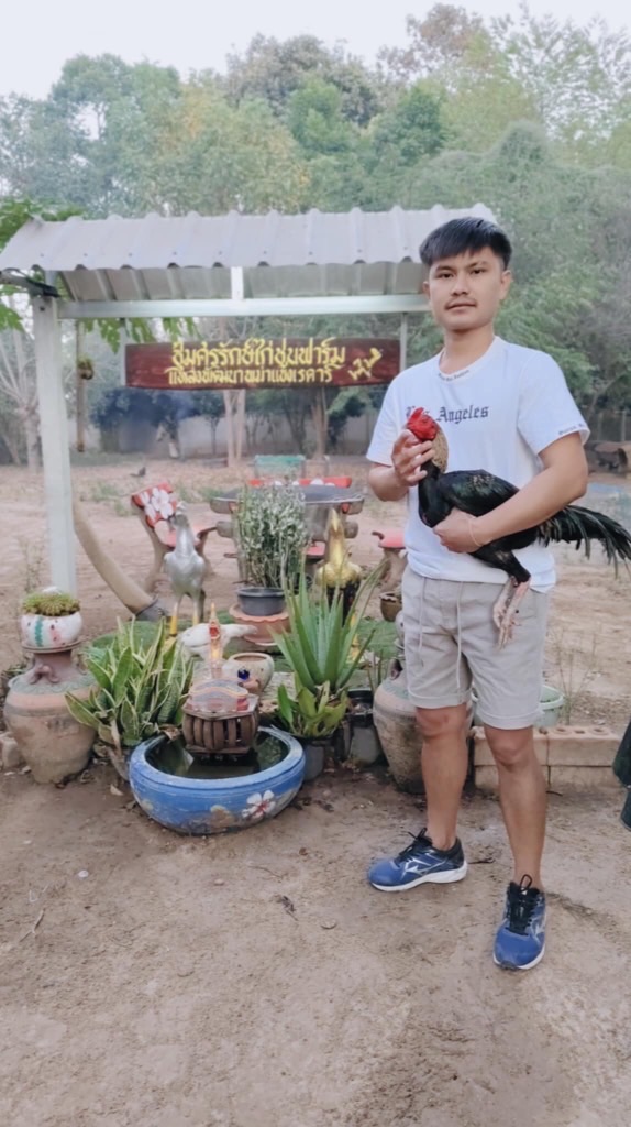 ซุ้มศรรักษ์ไก่ชนฟาร์ม แหล่งพัฒนาพม่าแข้งเรดาร์
