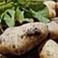 自然栽培✖️ワカヨガ🥕☀️🧘‍♀️