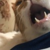 yayやってる人限定
