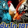 โก 181  พยัคฆ์เล็ก+มานะ(ส.สนั้น/บิ๊กไบร์ท)