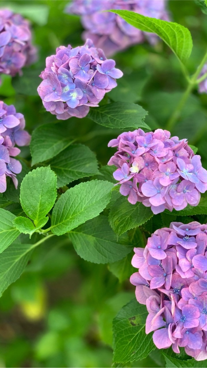 【あつ森】まったりらいふのオープンチャット