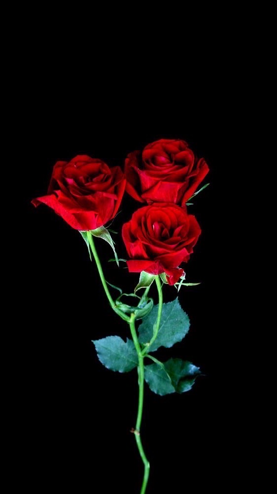 【メイン】ラブトランジット3 /バチェロレッテ/バチェラー/