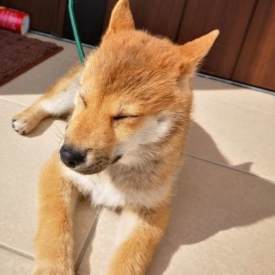 愛犬の気持ちは 飼い主さんのベッドのどこで寝るかで分かる いぬのきもちnews