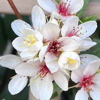 花草一世界