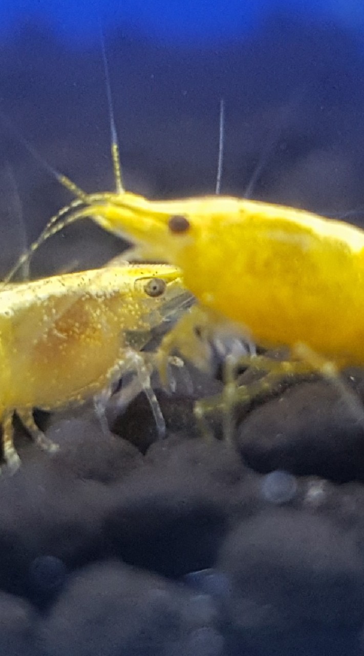 觀賞魚，蝦，設備買賣