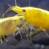 觀賞魚，蝦，設備買賣
