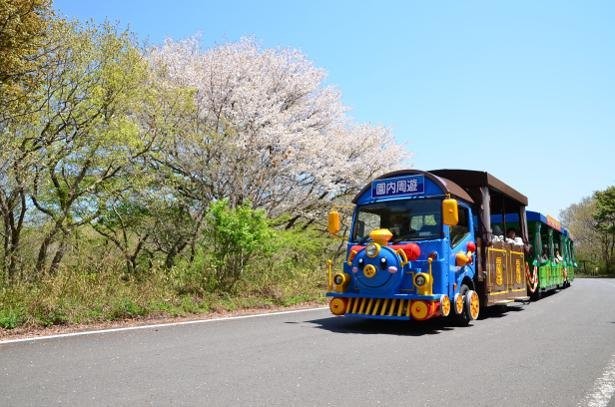 可憐なネモフィラや赤いコキアがフォトジェニック 国営ひたち海浜公園の絶景ポイントをチェック ウォーカープラス