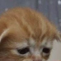 心碎碎小圈