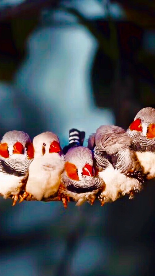 錦上添花錦花雀(珍珠鳥/胸斑草雀)#ZEBRA FINCH #台湾キンカチョウ
