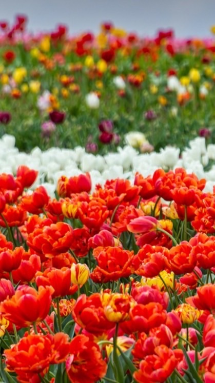 ม.4/1 2568 Essential Grammar 1 อ30209