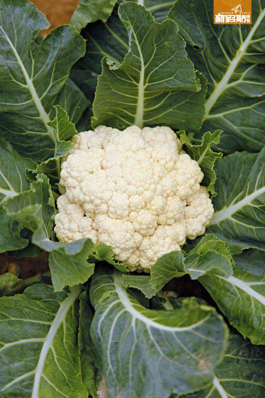 一文學識10種蔬菜英文名走芫荽英文點講 英語教室 新假期 Line Today