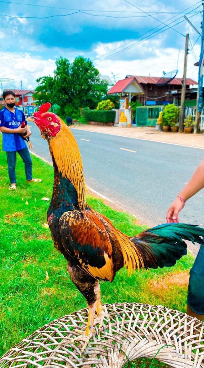 🐓💯ซุ้ม ต.ลูกเต๋า💯🐓