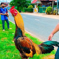 🐓💯ซุ้ม ต.ลูกเต๋า💯🐓