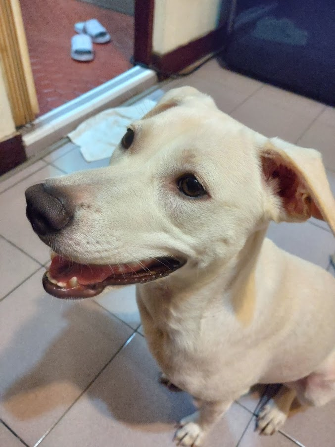 Xperia 10 III 5G延遲與燒機（口罩姬）